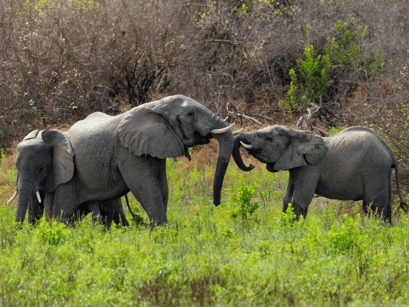 Explore The 7 Best Tanzania National Parks 5 nyerere national park