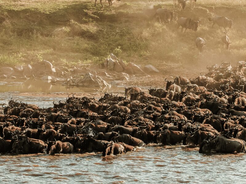 Your Complete Guide to the Wildebeest Migration 2026 2 swarms of wildebeest crossing the mara river