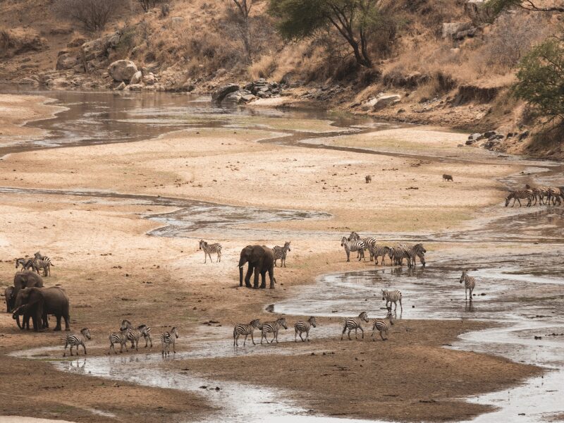 Explore The 7 Best Tanzania National Parks 3 a herd of animals at tarangire national park