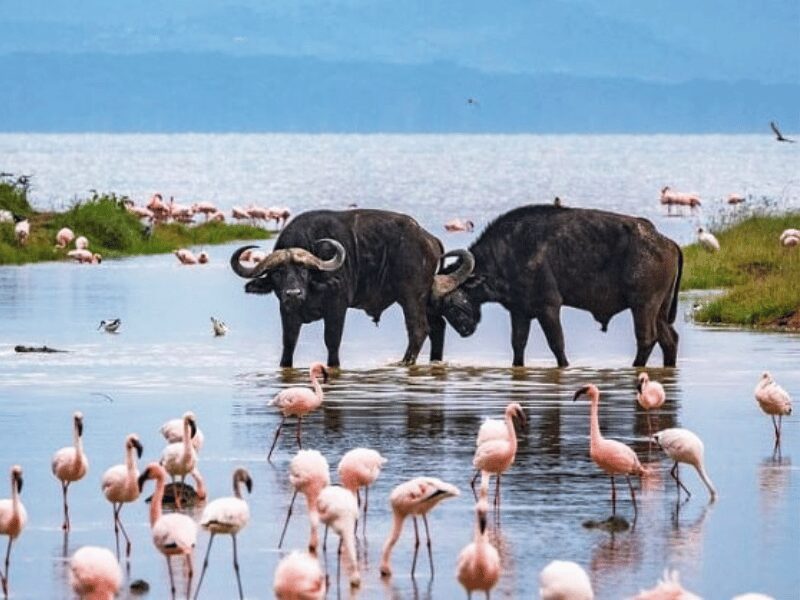 Two cape buffalo amongst flamingos in a lake in kenya