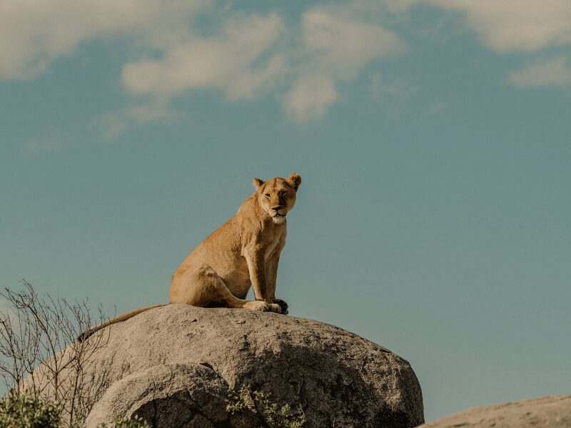 what animals are in the big five - lion