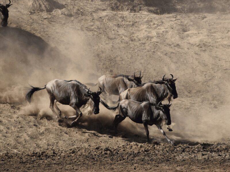 Your Complete Guide to the Wildebeest Migration 2026 1 wildebeest running downhill