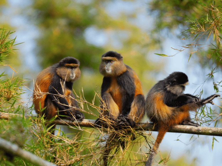 Three golden monkeys perched on a bamboo branch in Volcanoes National Park.