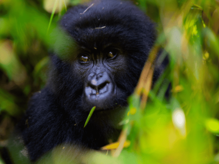 Close-up of a baby mountain gorilla peeking through the dense foliage in Rwanda.