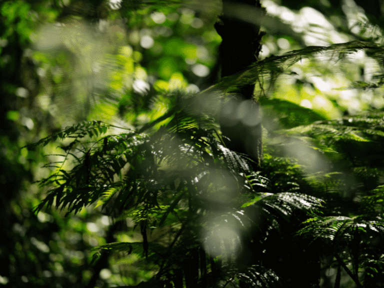 Sunlight filtering through the thick rainforest canopy in Nyungwe Forest.
