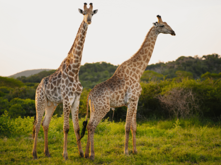 Two giraffes standing alert in a grassy clearing with rolling hills and green shrubs in the background on South Africa safaris.