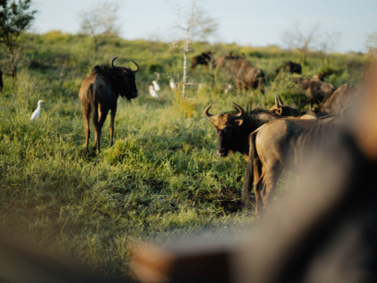 Group of wildebeest grazing in open savannah grassland, viewed from a safari vehicle in a South African wildlife reserve.