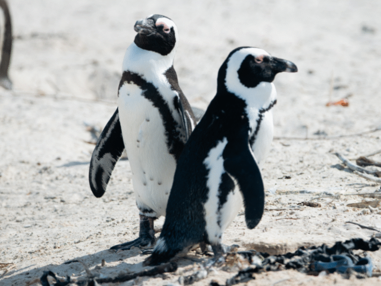 Two African penguins standing side by side on a white sandy beach, part of a protected colony along South Africa’s coast.