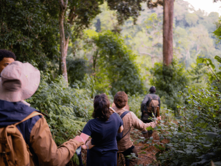 Travelers on a guided forest trek during a Rwanda safari experience.