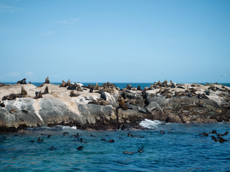 Large group of Cape fur seals lounging on sun-drenched rocks surrounded by turquoise ocean water near the South African coast.