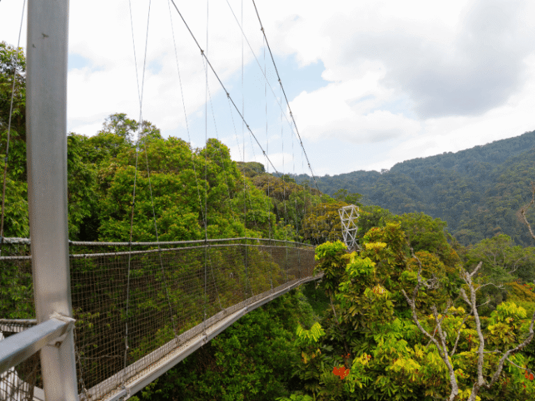 View of the canopy walkway suspended above Nyungwe National Park's lush forest.