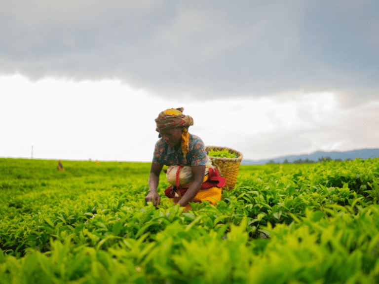 Rwandan woman harvesting tea leaves by hand under a dramatic cloudy sky.