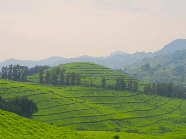 Lush green tea plantations rolling across the hills of Rwanda, framed by misty mountains.