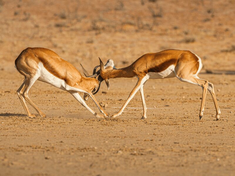 Incredible Animals in the Kalahari: What to See on Safari in This Iconic Desert 1
