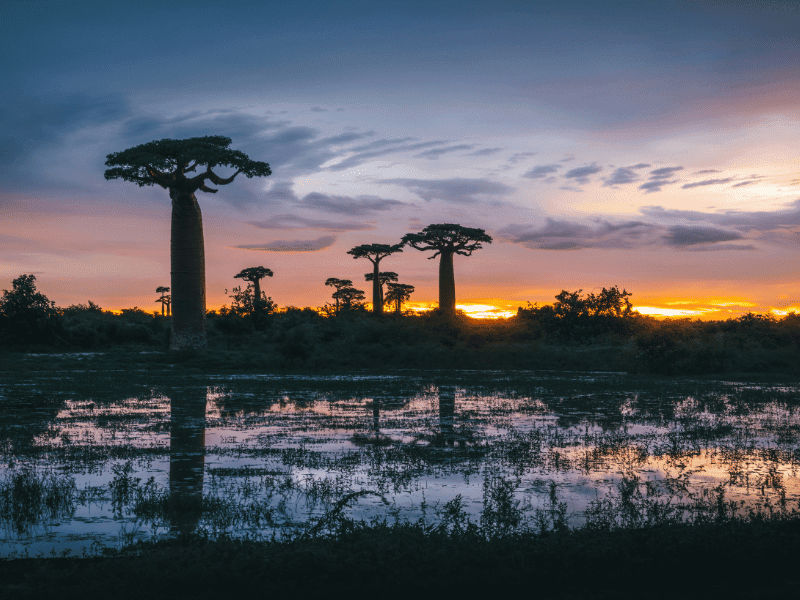 Baobab trees with a sunset in the back