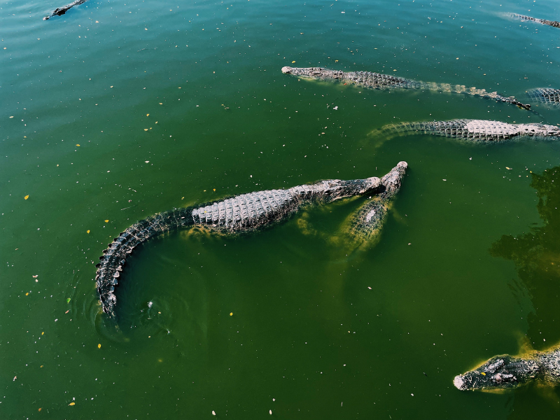 Crocodiles swimming in Water