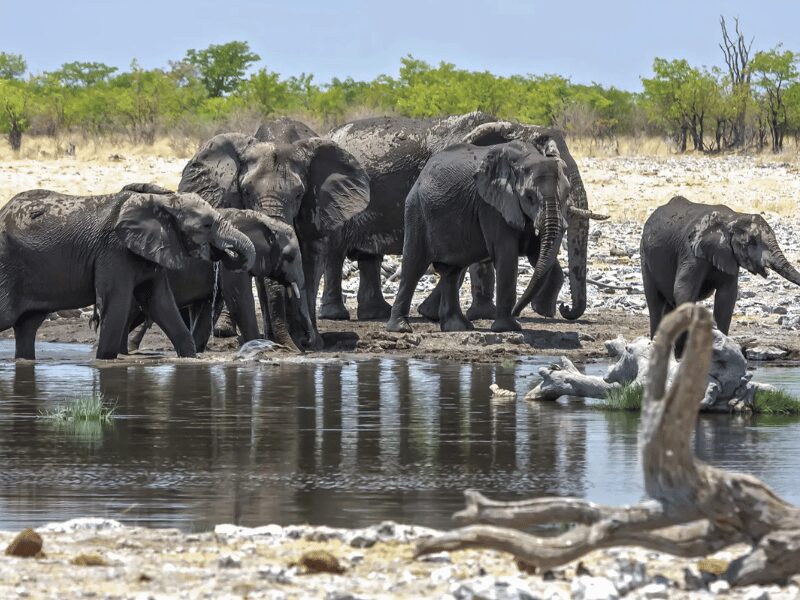Elephants at the watering hole on an Etosha National Park Safari