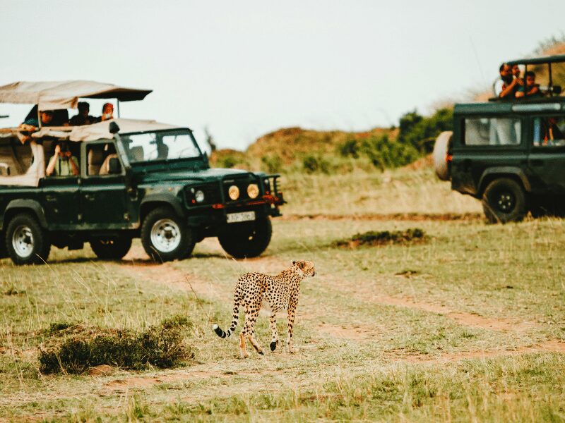 Why a Safari for Couples is the Ultimate Romantic Escape 2 Safari for couples