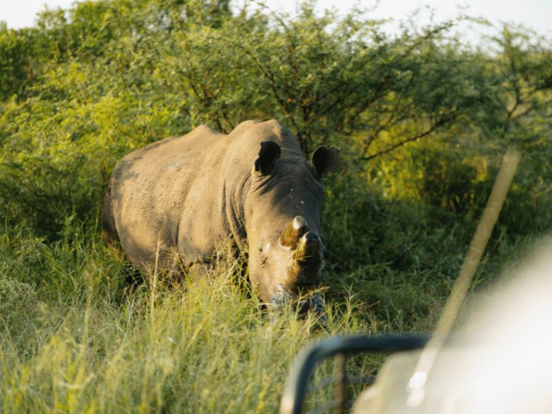 Chobe vs Kruger: Which is Better? 3 Rhino in the bush at Zuka Game Reserve