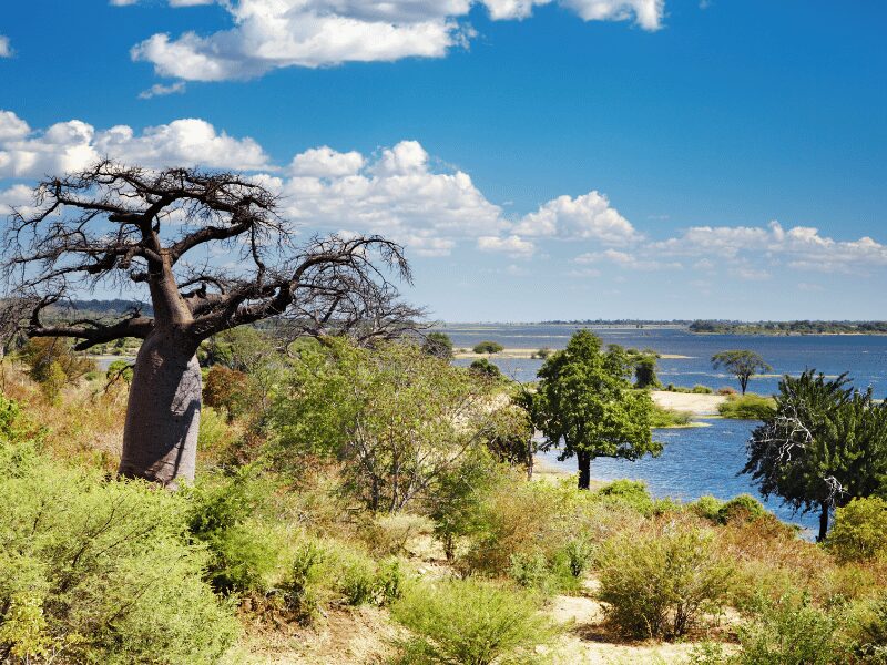 The Best Time of Year to Visit Botswana - Lush green trees with water in the background