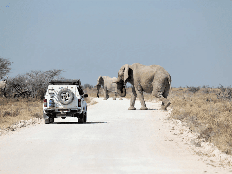 Witnessing Elephants on a Self Drive Safari in Etosha National Park