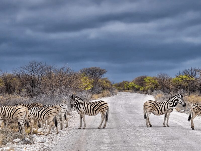 Zebras crossing the street with dark clouds rolling in