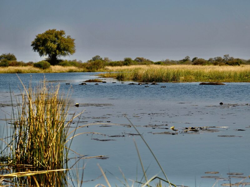 Best Time to Visit the Okavango Delta: What You Need to Know 3 best time to visit the okavango delta - hippos swimming in the delta