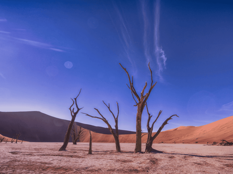 trees in the desert at dusk