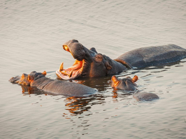 Group of hippos, including one yawning, submerged in a river in Botswana