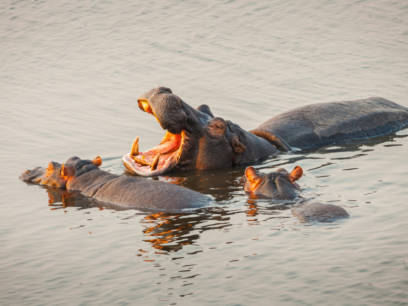 Group of hippos, including one yawning, submerged in a river in Botswana