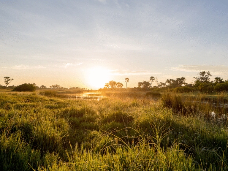 Golden sunrise casting light over lush wetlands in the Okavango Delta, Botswana.