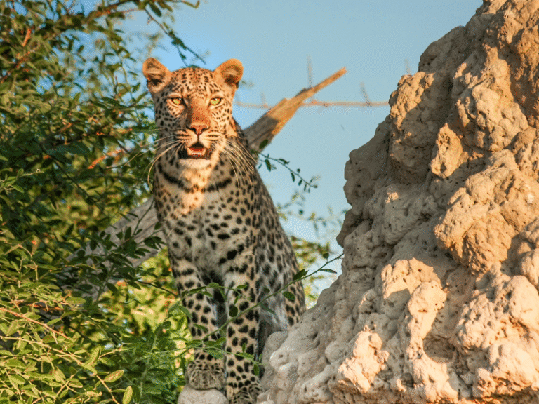 Leopard alert and standing on a rock next to a termite mound in the wilds of Botswana.