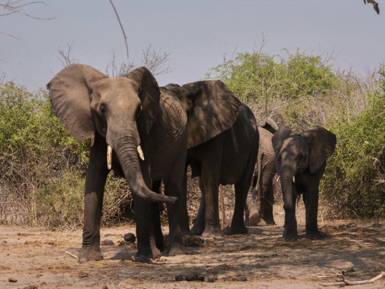 African elephant herd standing together under the shade of trees in Botswana’s wilderness.
