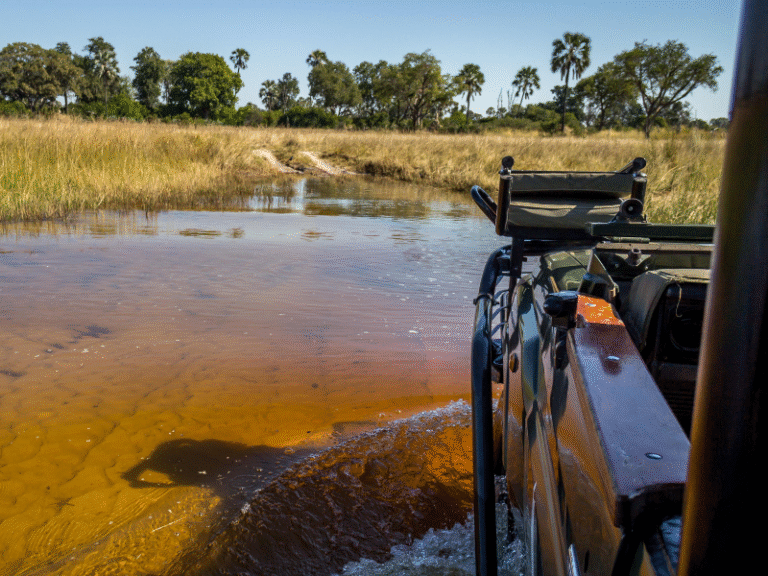 Open safari vehicle crossing a shallow water channel in the Okavango Delta, Botswana.