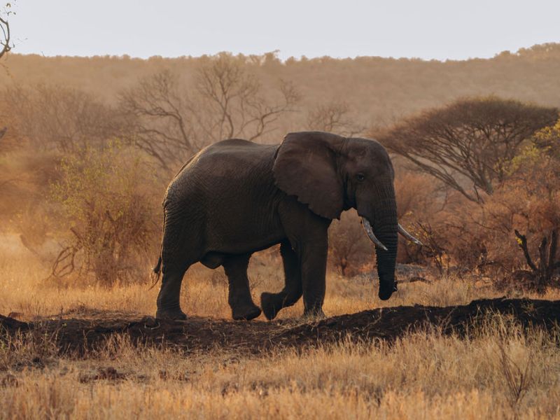 9 Best Countries in Africa for Safari: Where to Go for Epic Wildlife Adventures 1 elephant crossing through the dry landscapes of Tanzania