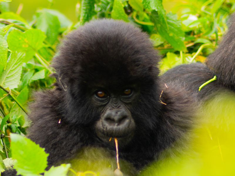 baby gorilla looking into the camera