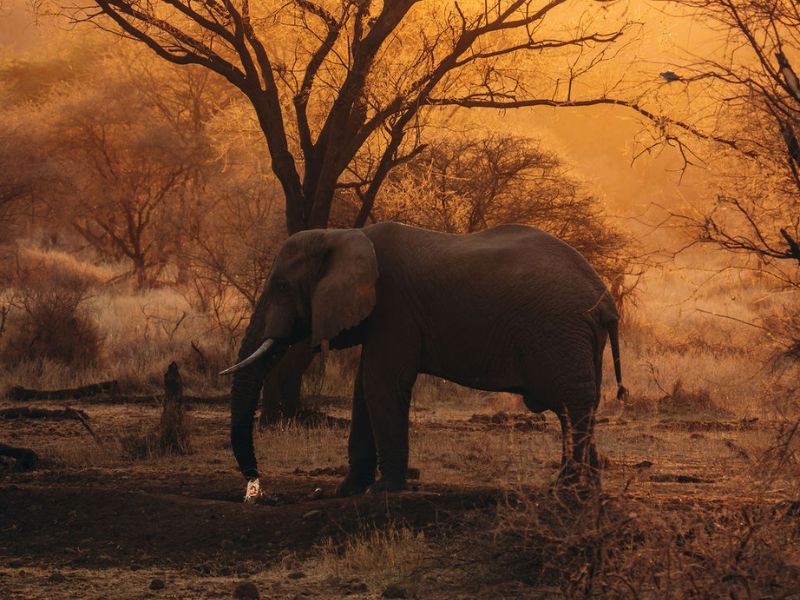 elephant standing in the yellow orangish sunset - cost of a safari in africa