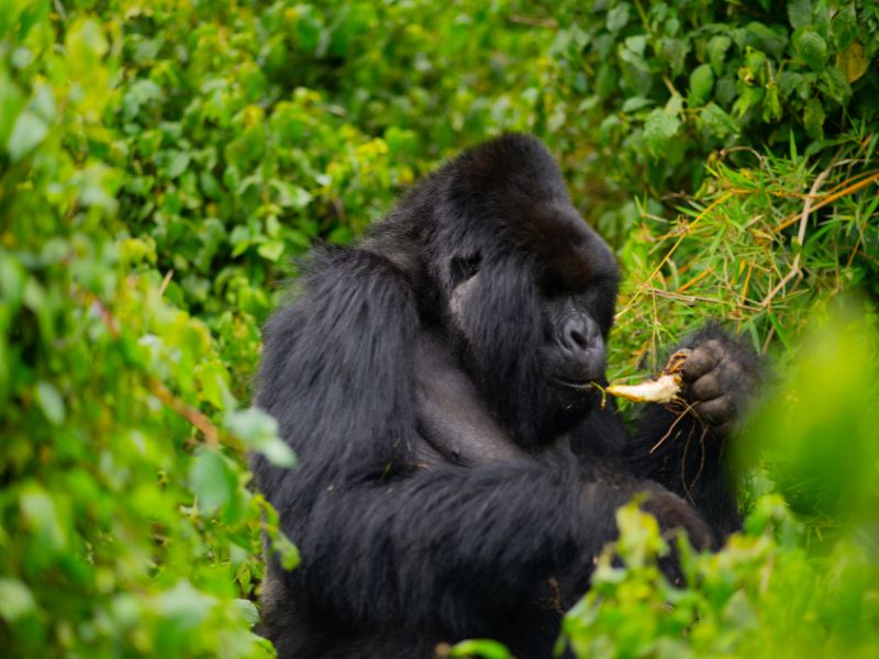 gorilla eating in the greenery - interesting facts about gorillas