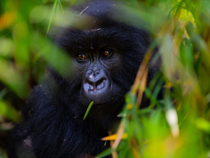 gorilla hiding behind green grass