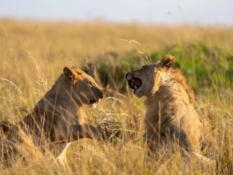 9 Best Countries in Africa for Safari: Where to Go for Epic Wildlife Adventures 2 lions playing in the tall grass of the Maasai Mara - best countries in africa for safari
