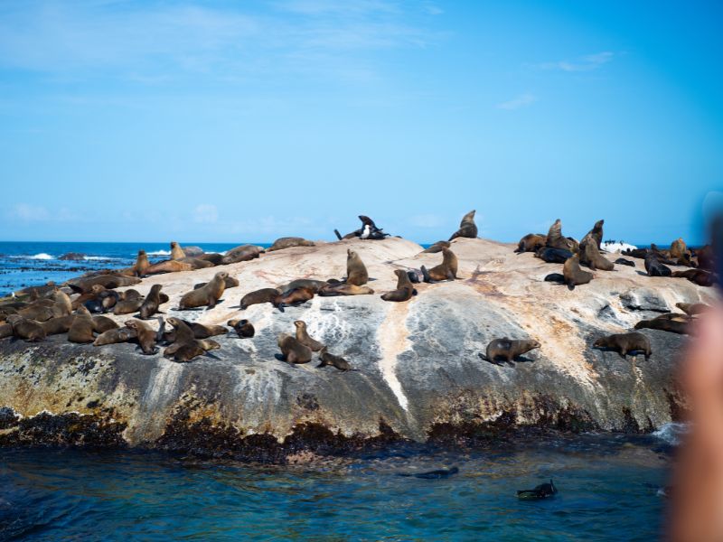 Duiker Island: Where to See Cape Fur Seals in South Africa’s Hout Bay 1 seals laying on a rock at duiker island
