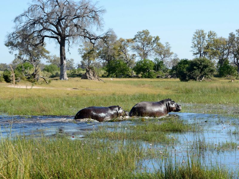 Chobe vs Okavango Delta: Which Safari Destination is Right for You? 2 two hippos trekking through the okavango delta during the day