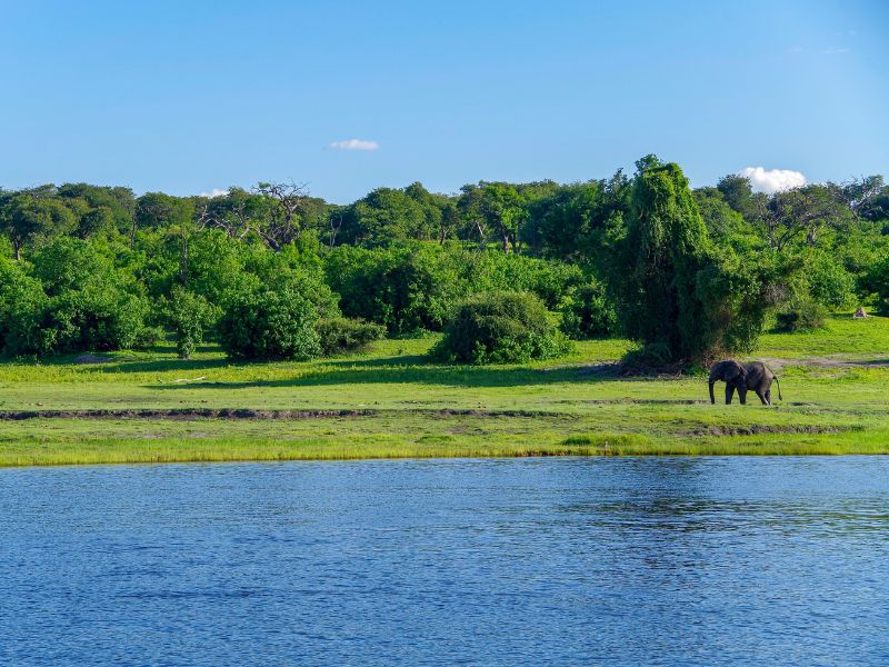 Chobe vs Okavango Delta: Which Safari Destination is Right for You? 4 wide shot of the chobe river during the day with an elephant on the shore side. chobe vs okavango delta