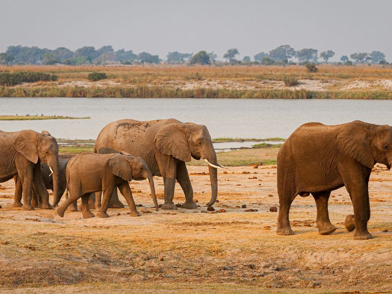 Chobe River Cruise: What to Expect on This Unique Safari Adventure 1