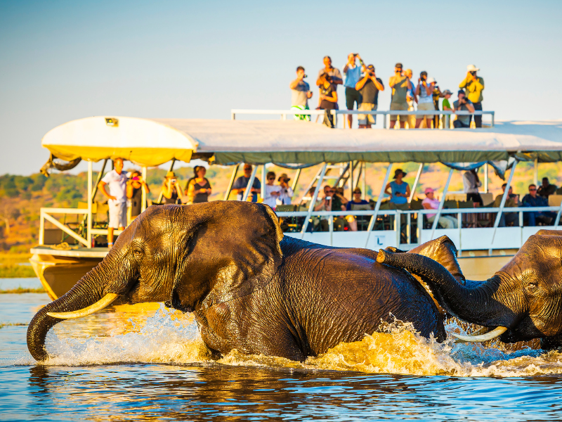 Two elephants wade through the Chobe River while a group of tourists observe and take photos from a double-decker safari boat in the background.