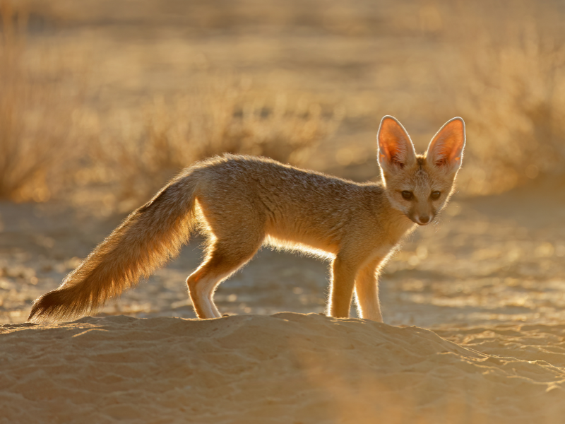 A curious bat-eared fox stands alert in golden afternoon light, its oversized ears and bushy tail highlighted against the arid, sandy terrain of the Kalahari Desert.