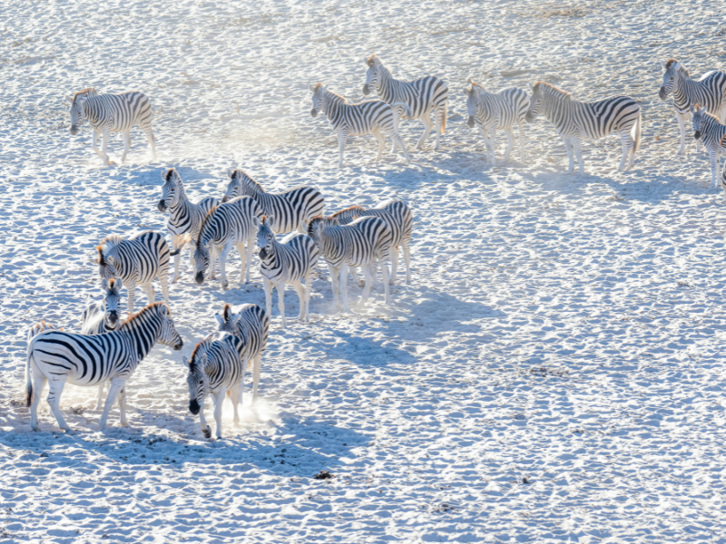 A large herd of zebras gathers on the bright white salt crust of the Makgadikgadi Pans, kicking up dust as they move across the expansive landscape.