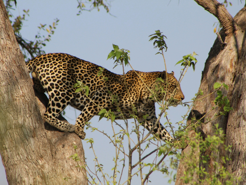 A leopard prowls carefully along a tree branch in the Moremi Game Reserve, partially concealed by fresh green leaves as it scans the ground below.