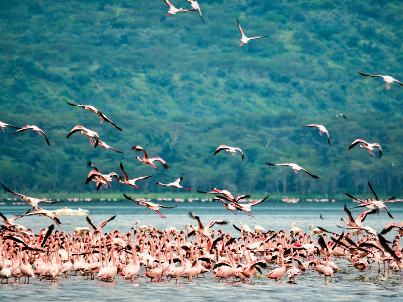 Hundreds of vibrant pink flamingos gathered on the shores of Lake Nakuru, with more birds flying overhead.