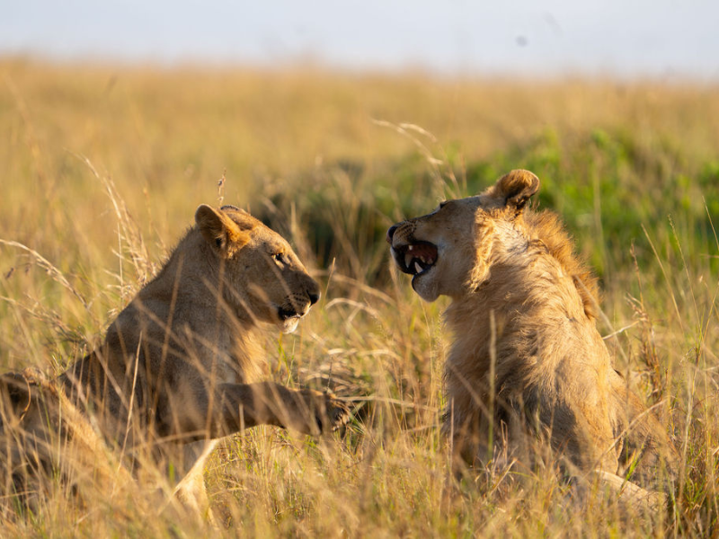 Two young lions engaged in playful sparring in the golden grasses of Kenya’s Maasai Mara National Reserve.
